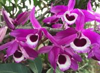 Các loại hoa lan quý Các loại hoa lan quý